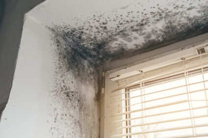 mold inspection services indianapolis