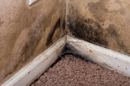 mold removal indianapolis